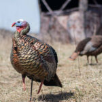 10 Critical Differences: Bowhunting Vs. Shotgunning Turkeys