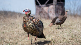 10 Critical Differences: Bowhunting Vs. Shotgunning Turkeys