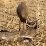 Crazy! Locked Buck Sheds In Front Of Hunter!