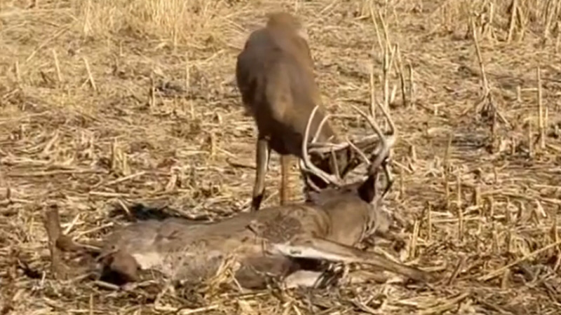 Crazy! Locked Buck Sheds In Front Of Hunter!