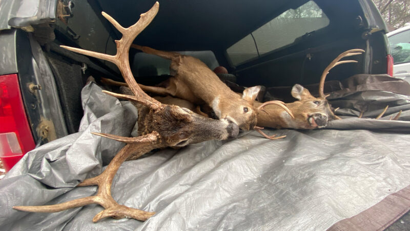 One Buck, Two Buck, Big Buck, New Buck