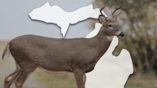 One Buck, Two Buck, Big Buck, New Buck. Can Michigan Save Its Herd?