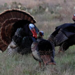 Turkey Season Opener Success!