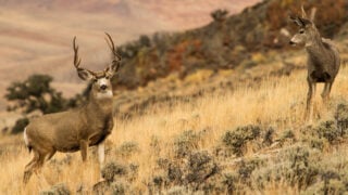 Idaho Just Reset The Clock On Public Land Scouting