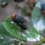The Return Of The New World Screwworm