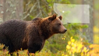 Grizzly bear standing in autumn timber with a translucent Montana state map overlay marking the site of a bowhunter attack near Augusta.