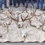 Multiple seized European skull mounts, including a massive bull elk rack tagged with blue evidence labels, laid out on a canvas tarp surrounded by wildlife officers.