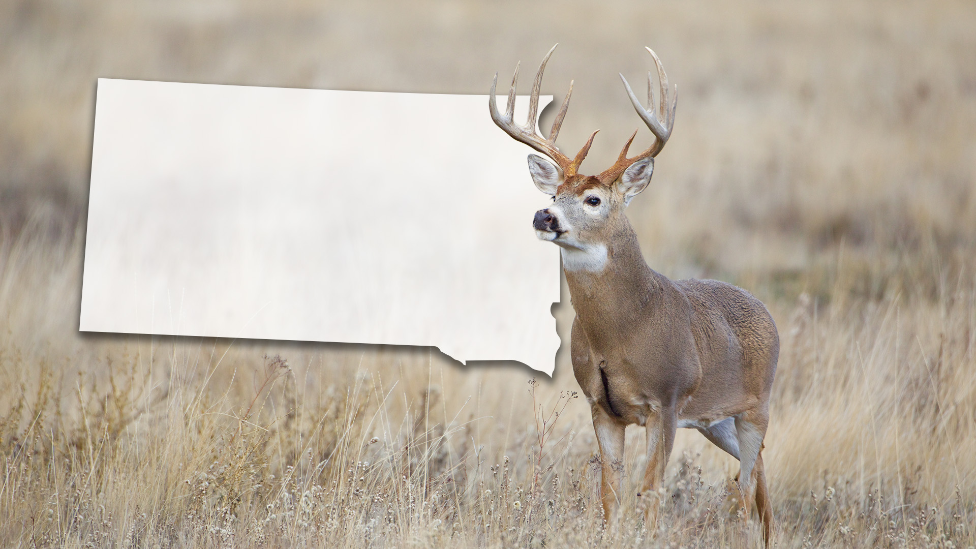 A whitetail buck standing in an autumn field next to a translucent white map of South Dakota.