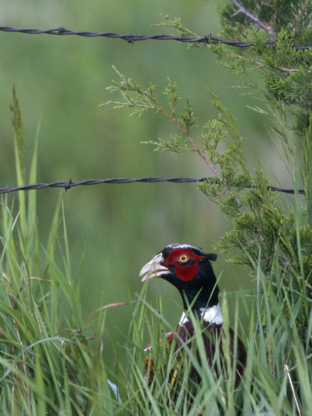 Ringneck Pheasant Pheasants Forever file photo: Fencerows and other shelterbelts that provide year-round habitat for ringneck pheasants and other wildlife are being lost as farmers expand fields to grow more profitable corn and soybeans.