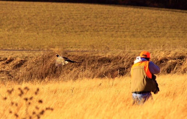 Diane Peterson photo, Pheasants Forever: A hunter takes aim at a ringneck pheasant flushed from a brushy ditch.
