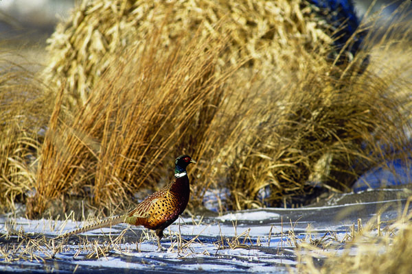 Roger Hill photo, Pheasants Forever: The more shelterbelts lost to grain production, the fewer places for deer, pheasants, rabbits and other wildlife to live and hide.