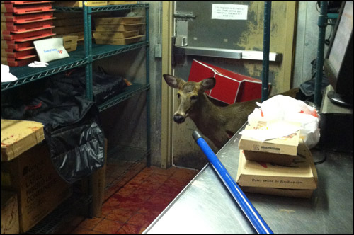 Deer Inside Store