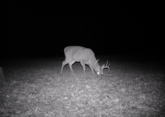 5.5 year old deer at night