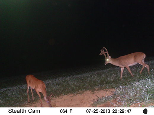 Alli caught the side view of this buck on her trail camera at his summer home on the Armstrong farm. On the Move 2