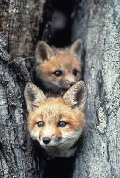Red foxes staring from hole in den