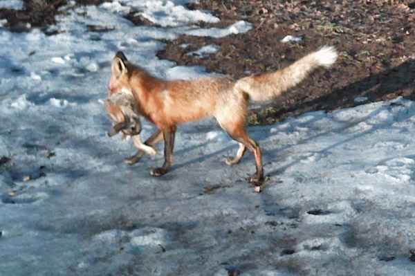Red fox in stream