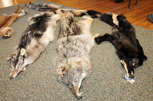 WOLVES4