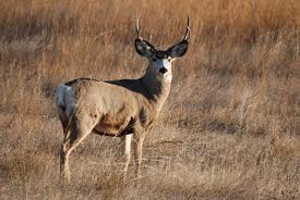 Wyoming Mule Deer Buck