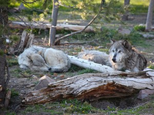 Wyoming Wolf Hunt