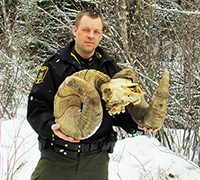 Provincial Official with Massive Bighorn Skull
