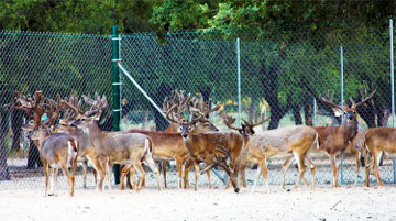 Fenced in Deer