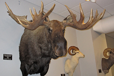 Yukon Moose in Museum