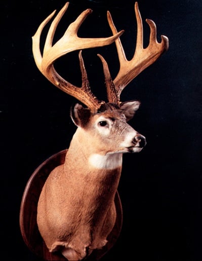 Jordy buck on sale