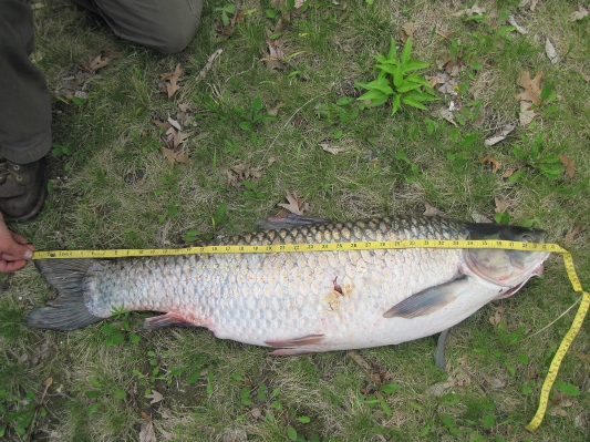 carp with measuring tape on it