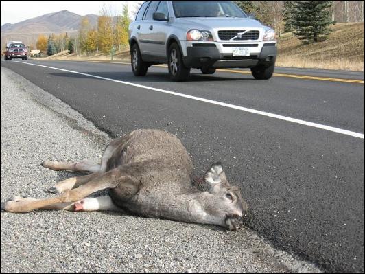 deer on roadside