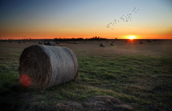 farm ground with geese flying at sunset