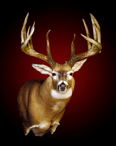 king buck mounted