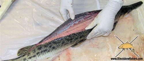How To Clean A Gar | Bowhunting.com