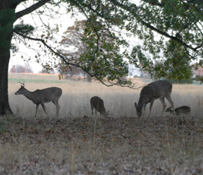 pre-rut hunting pre-rut hunting
