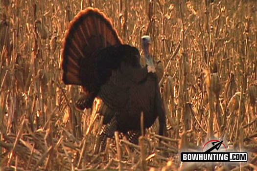 New World Record Turkey Taken by Bow!