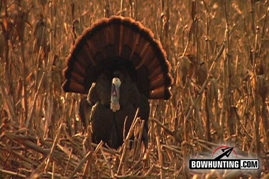 New World Record Turkey Taken by Bow!