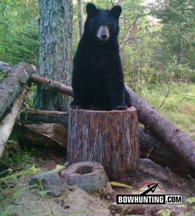 Baiting Wisconsin Black Bears