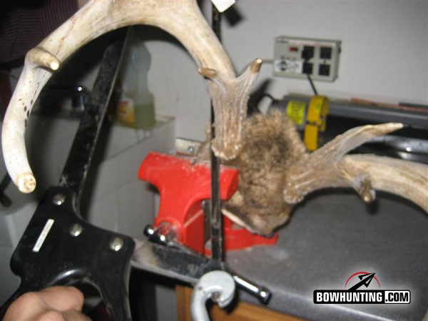 The Skull Master | Antler Mounting Kit