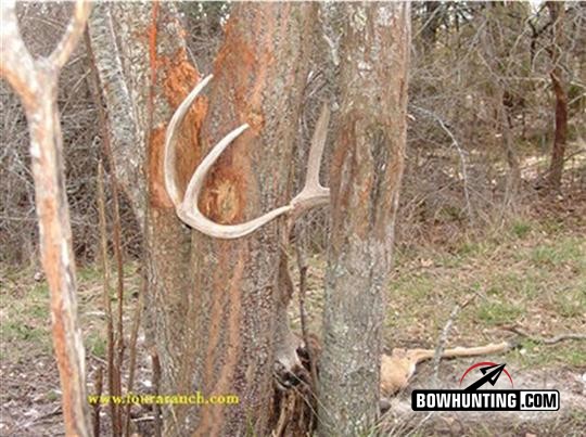 The Last of the Giant Buck Rubs.