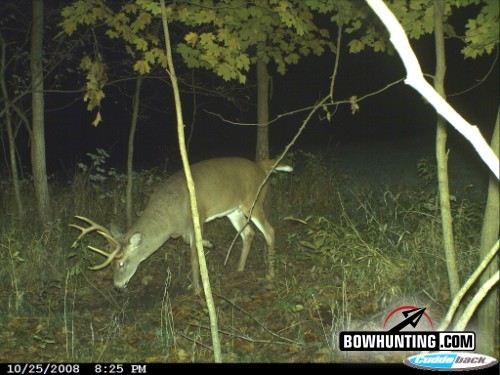 buck working mock scrape