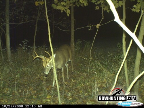 young buck visiting mock scrape