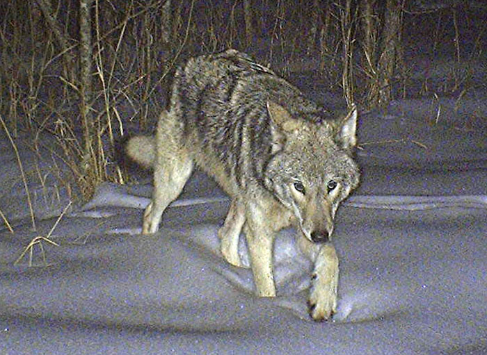 Some people predict wolf poaching will increase because courts keep defying efforts by the U.S. Fish and Wildlife Service to return wolf-management duties to individual states.