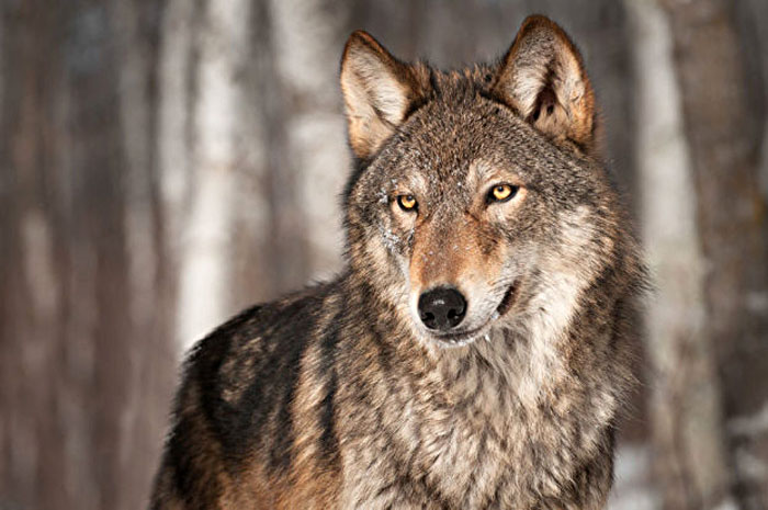 It’s possible that the U.S. Congress might have to remove gray wolves from the Endangered Species List to let state wildlife agencies manage the species.