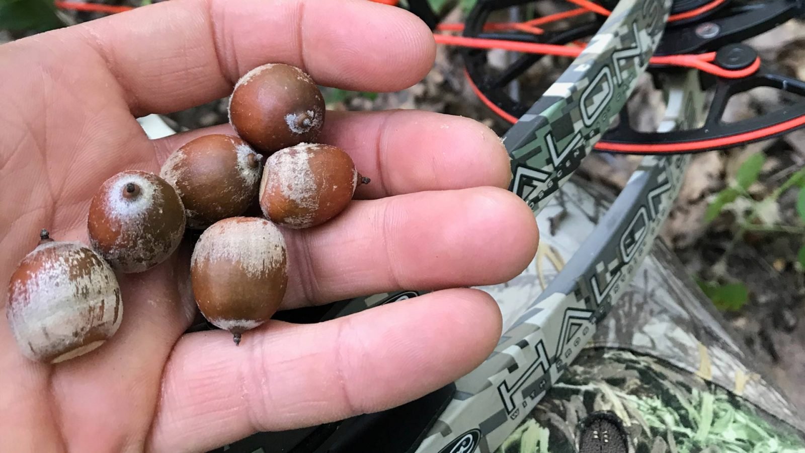 During years when the acorns are falling heavily, they factor into any early season strategy.  Deer will forego most every other kind of food source to eat acorns.