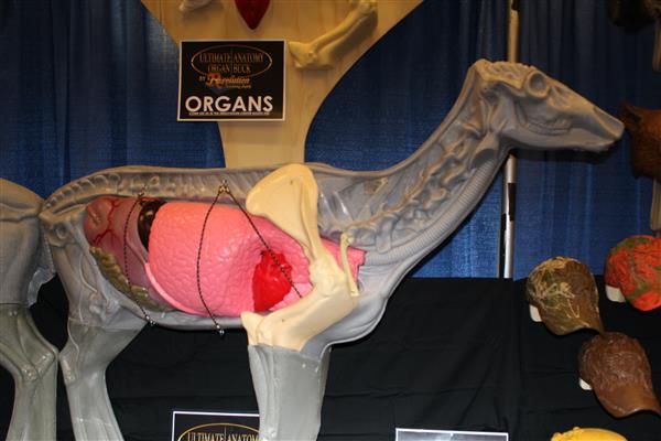 Ultimate Anatomy Organ Buck