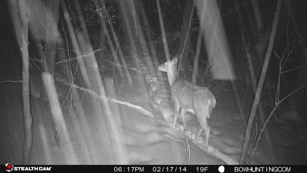 Stealth Cam G30 Sample Photo Stealth Cam G30 Sample Photo