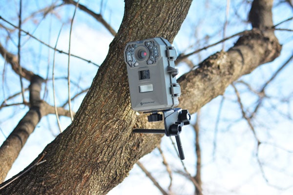 Stealth Cam mounted in tree