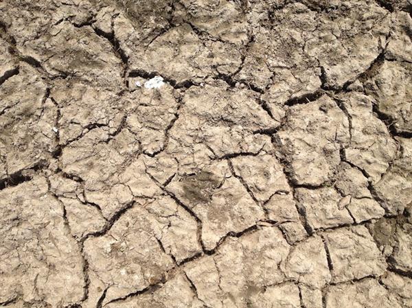 Dried up water hole thanks to drought conditions